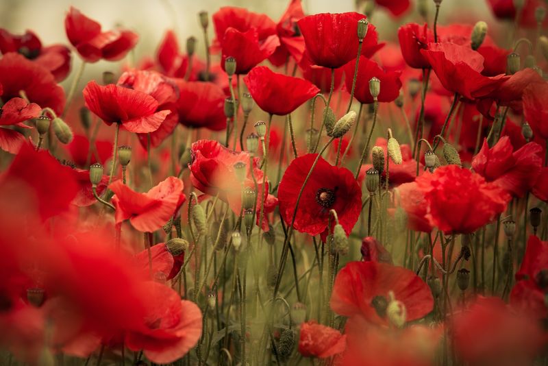 春暖花开的罂粟花