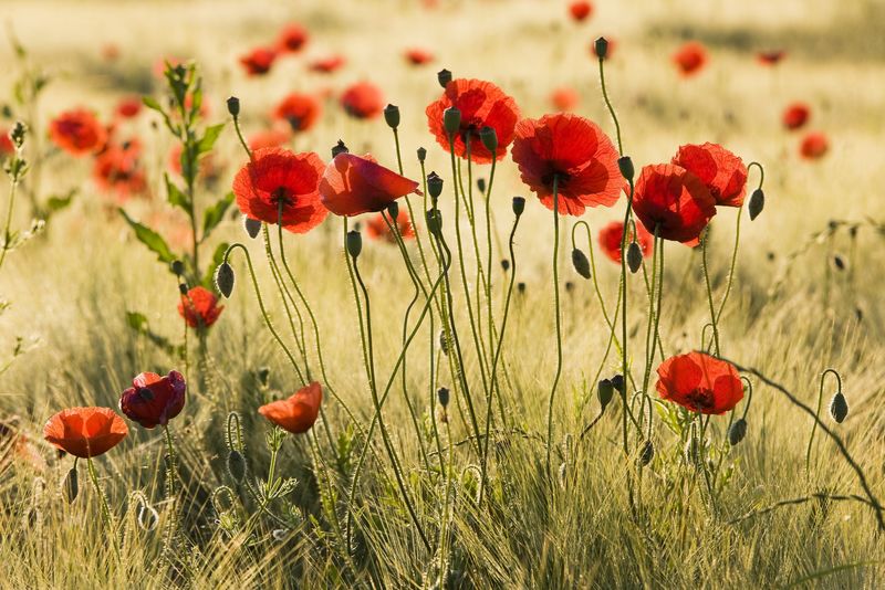 阳光下的红色罂粟花