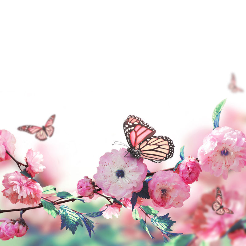 粉红色的樱花和蝴蝶；