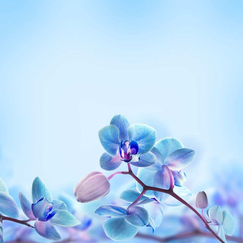 热带兰花的花背景素材 高清图片 摄影照片 寻图免费打包下载