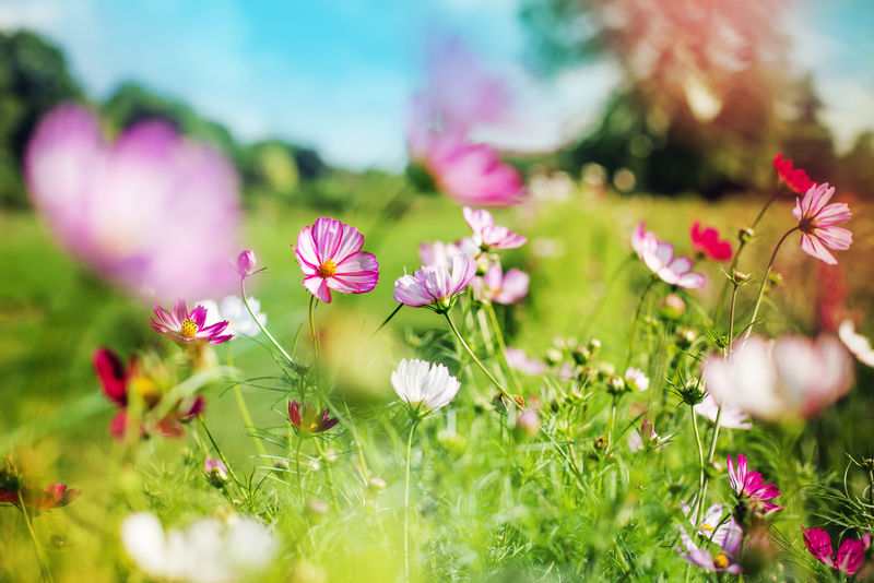 美丽的花园花 夏日花背景素材 高清图片 摄影照片 寻图免费打包下载