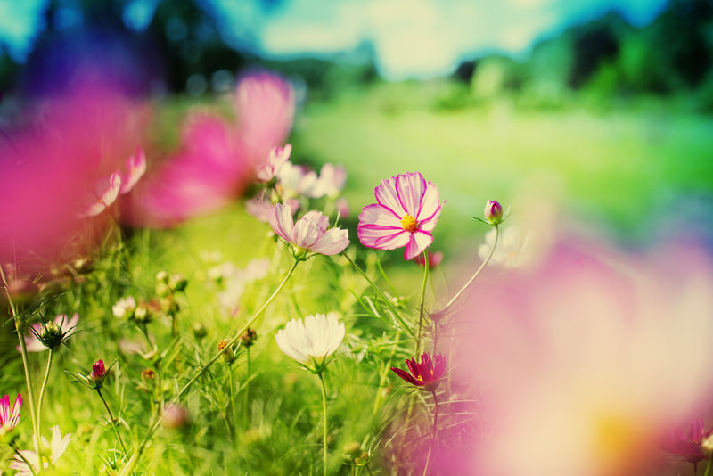 美丽的花园花 夏日花背景素材 高清图片 摄影照片 寻图免费打包下载