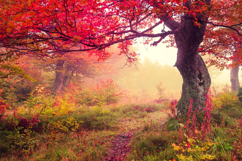 雄伟的景色 森林中有秋树 喀尔巴阡 乌克兰 欧洲 美丽世界 复古过滤 调色效果素材 高清图片 摄影照片 寻图免费打包下载