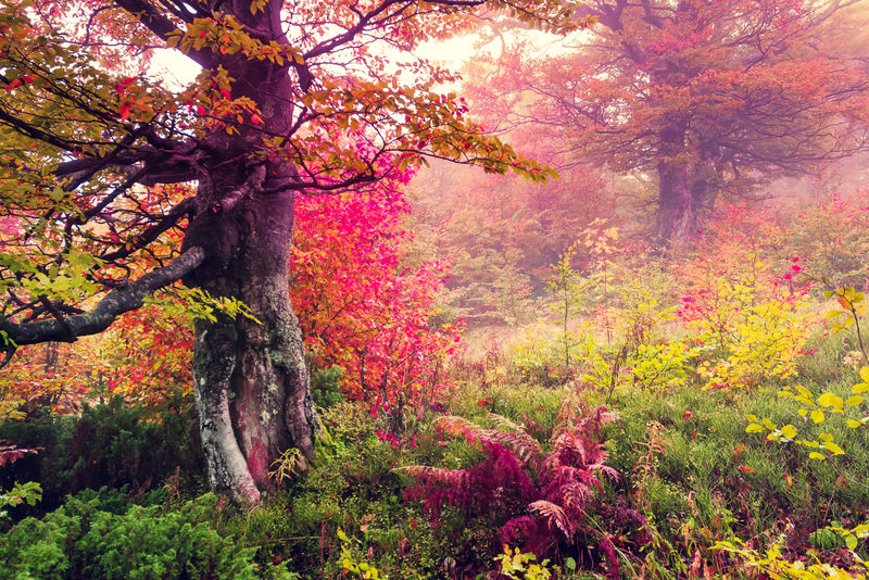 雄伟的景色-森林中有秋树-喀尔巴阡-乌克兰-欧洲-美丽世界-复古过滤-调色效果