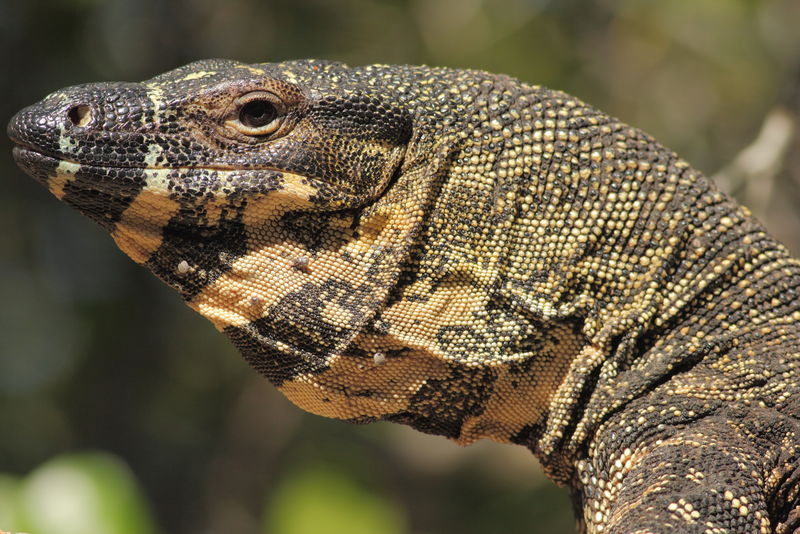花边监视器(Varanus varius)。