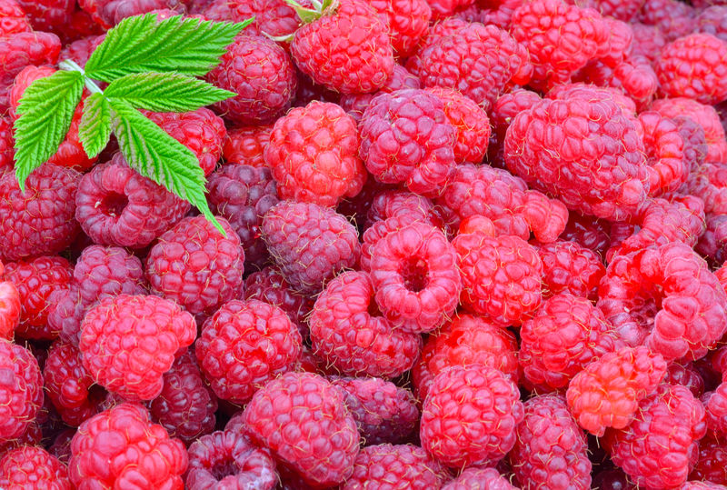 新鲜成熟的覆盆子