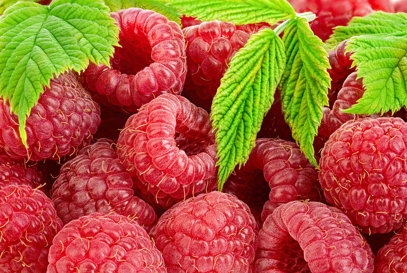 以叶子特写作为背景的成熟树莓素材 高清图片 摄影照片 寻图免费打包下载