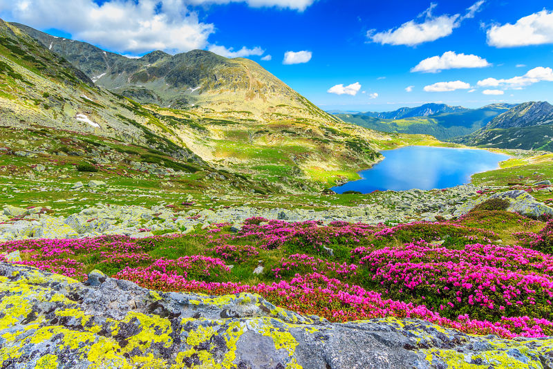 冰川湖-高山和迷人的粉红色杜鹃花-雷塔扎特国家公园-喀尔巴阡山脉-罗马尼亚-欧洲