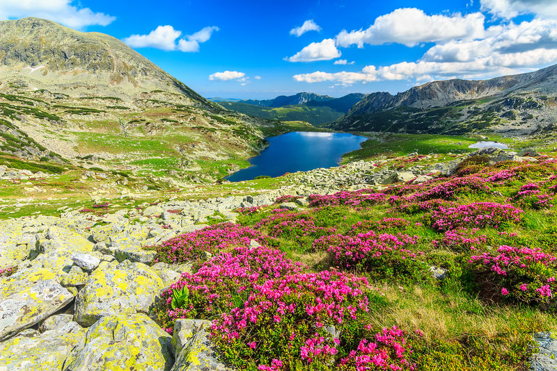 冰川湖-高山和迷人的粉红色杜鹃花-雷塔扎特国家公园-喀尔巴阡山脉-罗马尼亚-欧洲