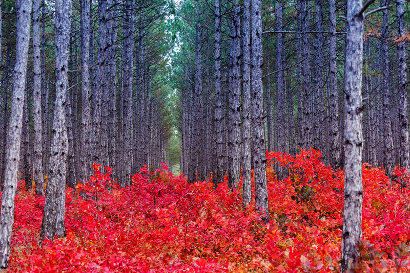 有Cotinus coggigria的神奇森林-秋天的树叶-克里米亚-乌克兰-欧洲-美丽世界