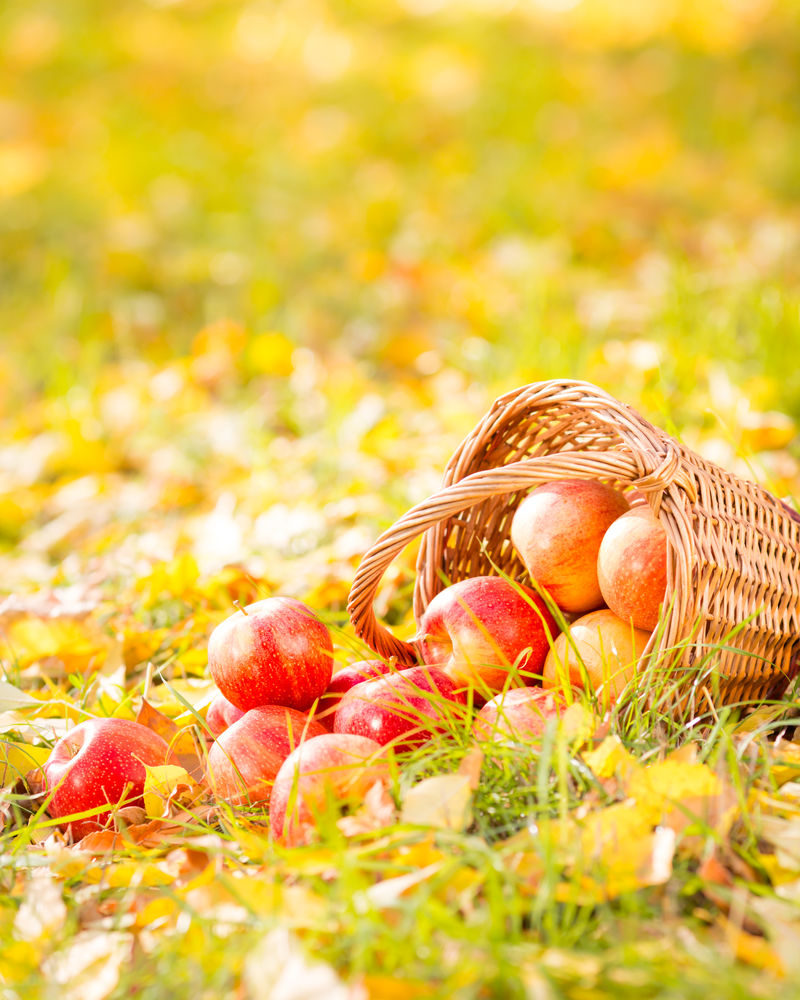 户外秋果-一篮红苹果-感恩节概念