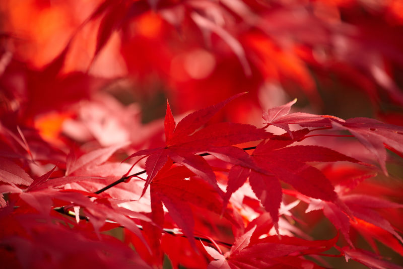 红叶秋叶素材 高清图片 摄影照片 寻图免费打包下载