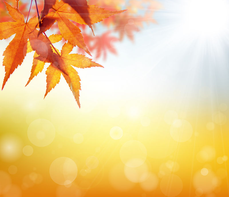 秋叶的光辉素材 高清图片 摄影照片 寻图免费打包下载