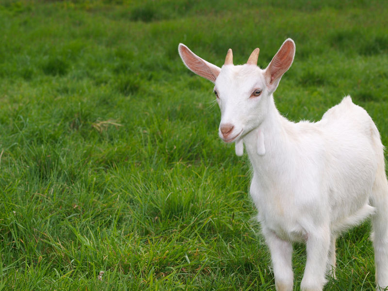 一只白色的小山羊在草地上素材 高清图片 摄影照片 寻图免费打包下载