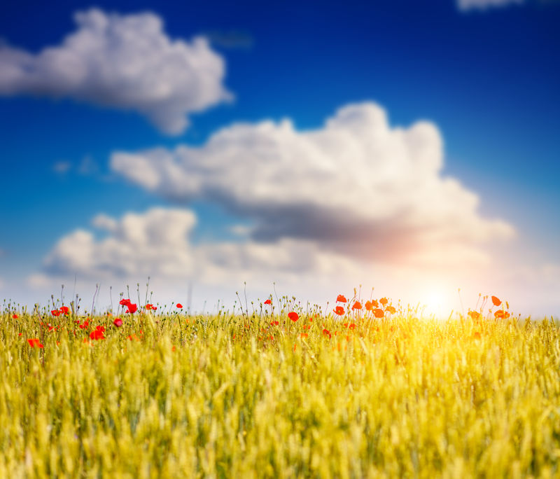 在阳光明媚的日子里成熟的麦田-白色蓬松的云-乌克兰-欧洲-美丽世界