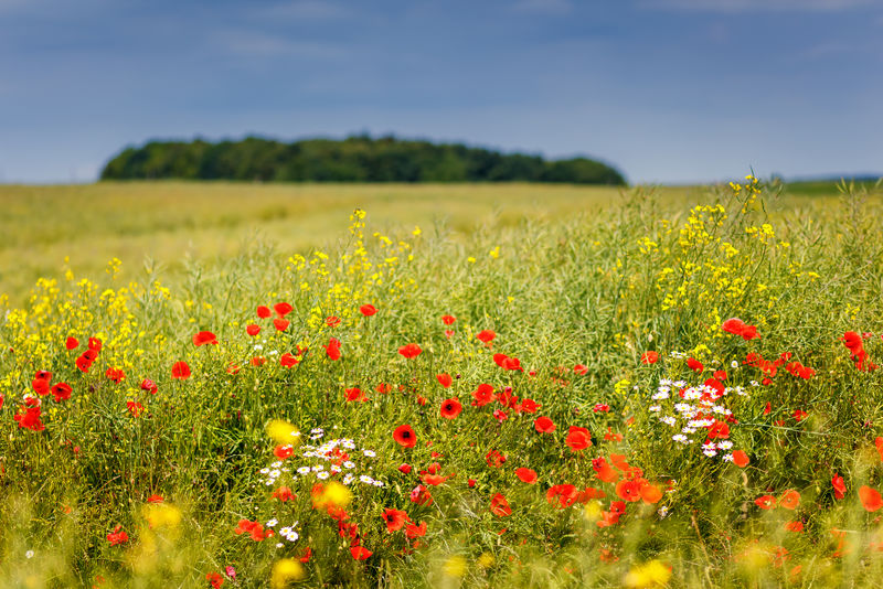 奇妙的特写绿草和红色罂粟花-乌克兰-欧洲-美丽世界