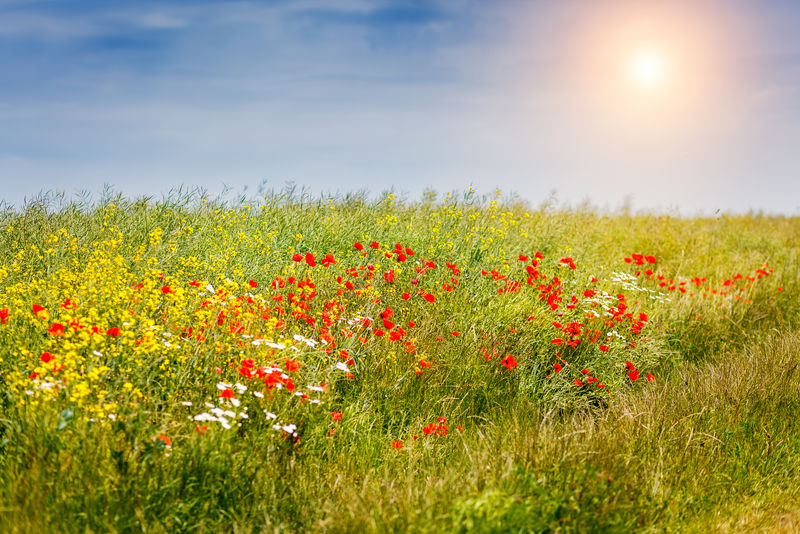 奇妙的特写绿草和红色罂粟花-乌克兰-欧洲-美丽世界
