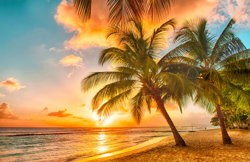 在白色的沙滩在巴巴多斯的加勒比岛国在手掌的观海美丽的日落