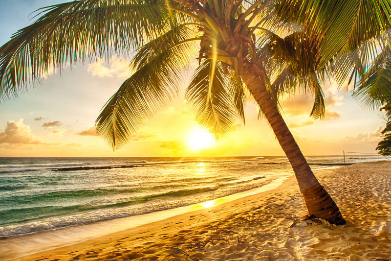 在白色的沙滩在巴巴多斯的加勒比岛国在手掌的观海美丽的日落