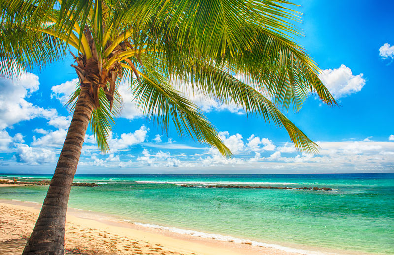 棕榈树在白色沙滩上-绿松石海在加勒比海巴巴多斯岛上