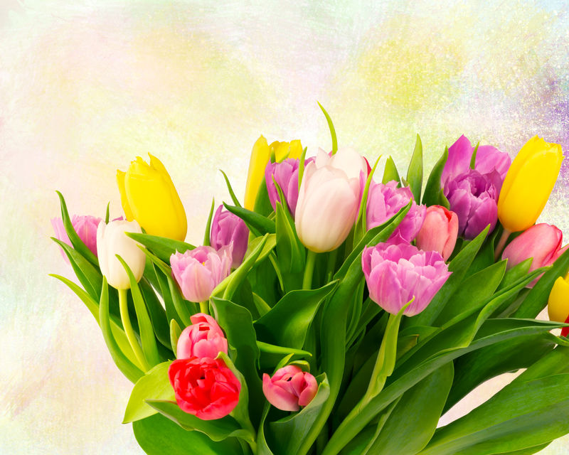 一束郁金香花-背景为绘画-复古风格-选择柔和焦点色调的照片
