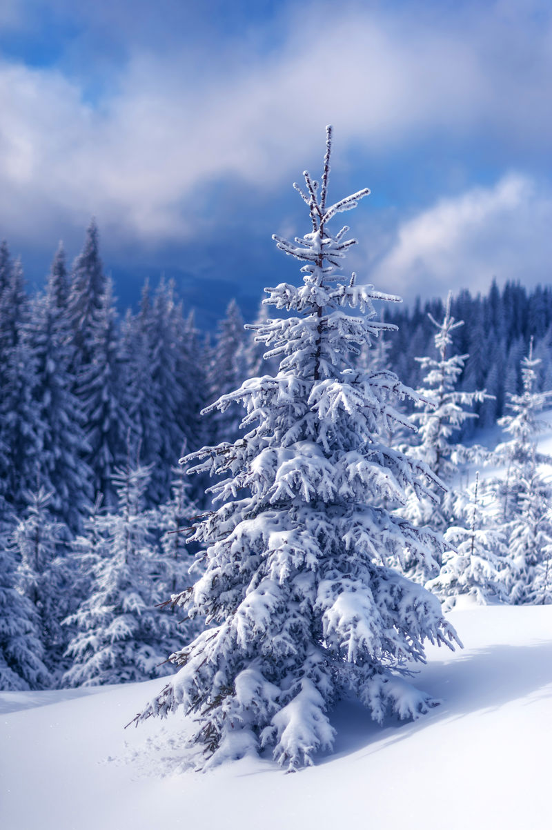 snovy树在冬天的山