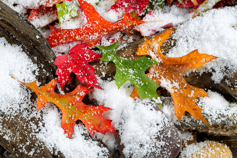 明亮的秋叶被积雪覆盖在年久的浮木和岩石上