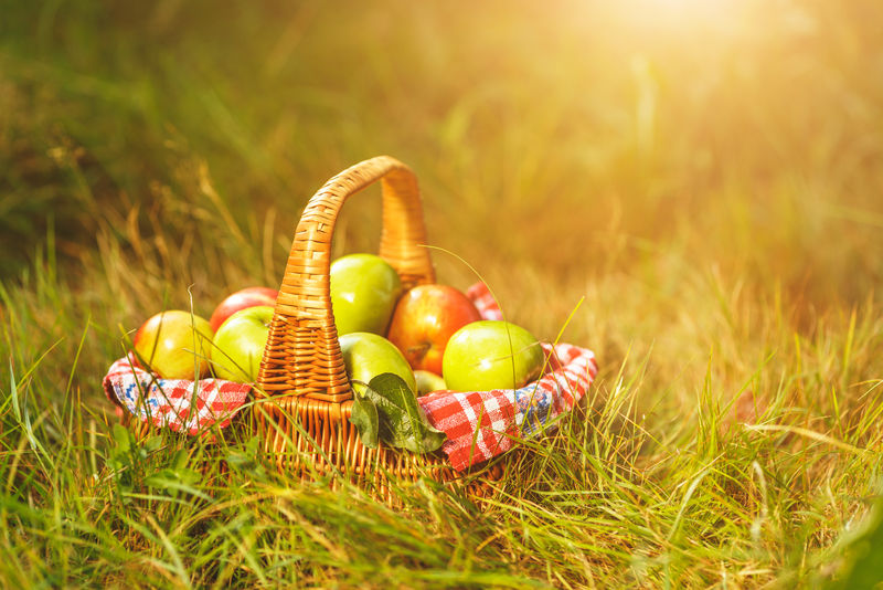 户外的篮子里盛产有机苹果-秋天的苹果收获在篮子里-在花园里的青草上