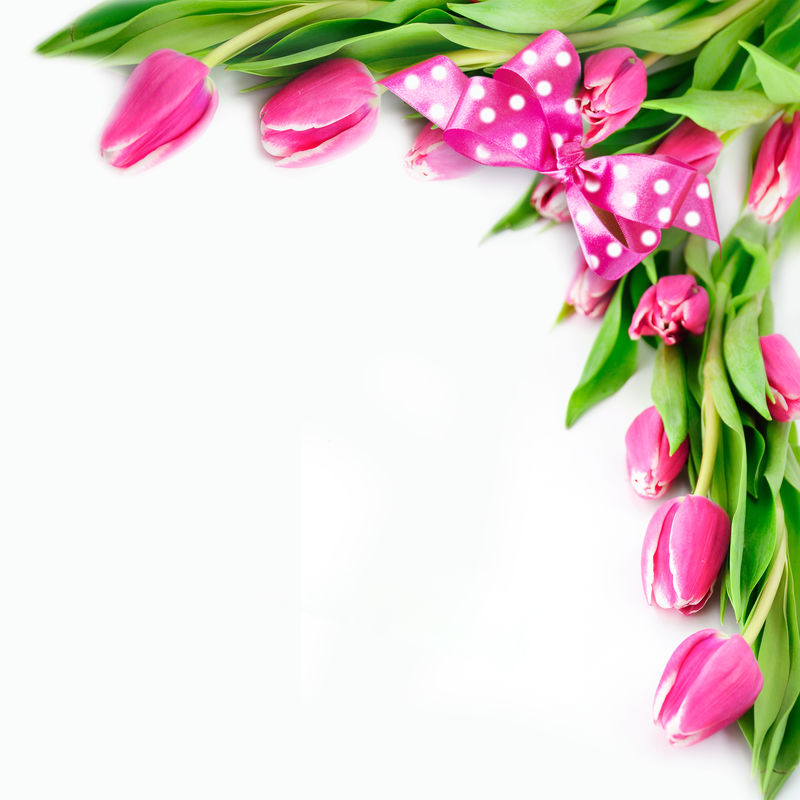 郁金香边界-贺卡