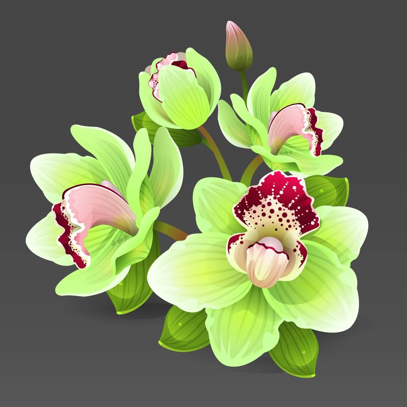黄兰花