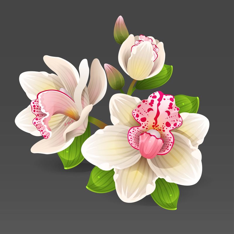 白兰花