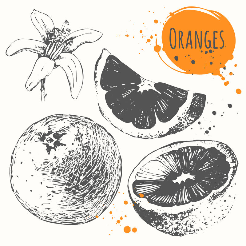 柑橘素描。新鲜有机橙。