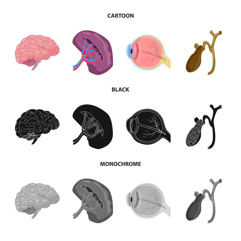 孤立的物体和人体标志-用于Web的身体和医疗库存符号集