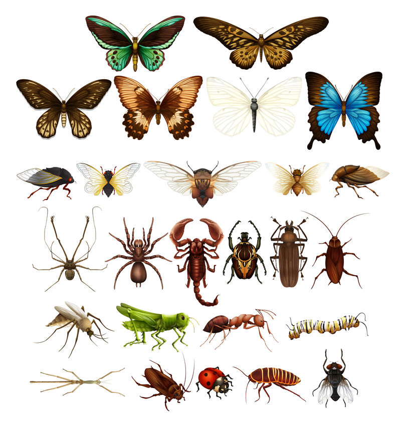 各种昆虫图片及名称图片