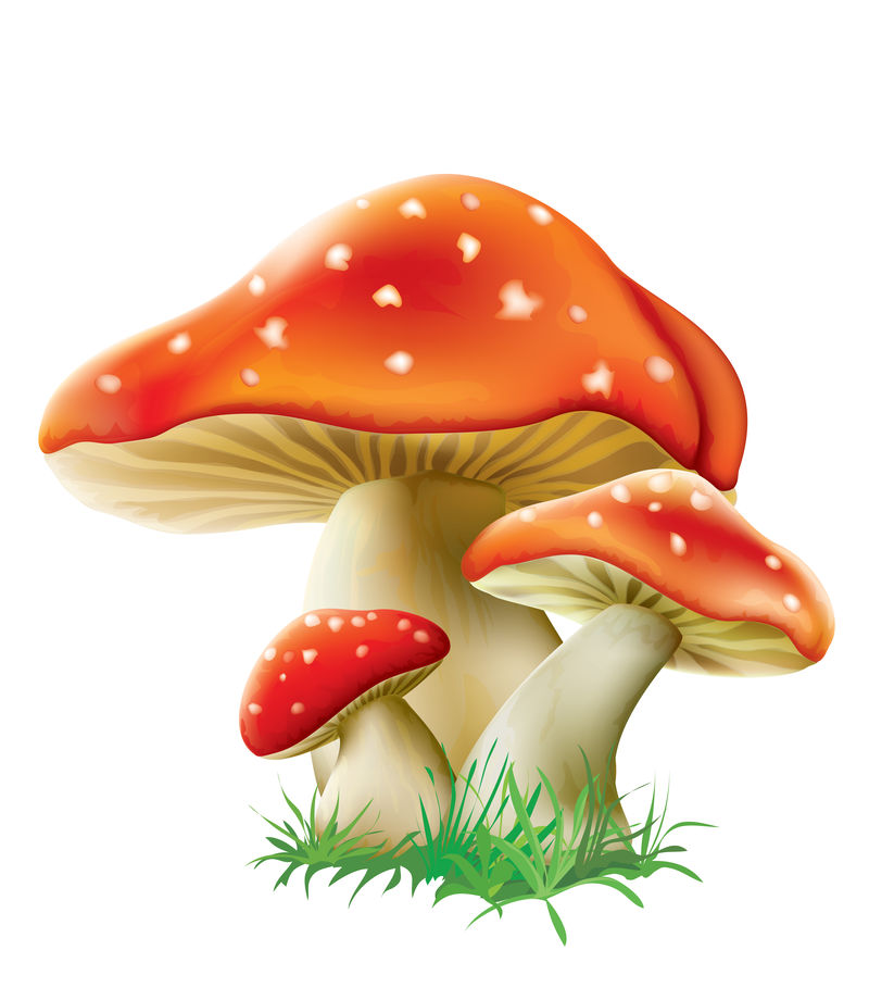 白底红蝇蘑菇-矢量图解