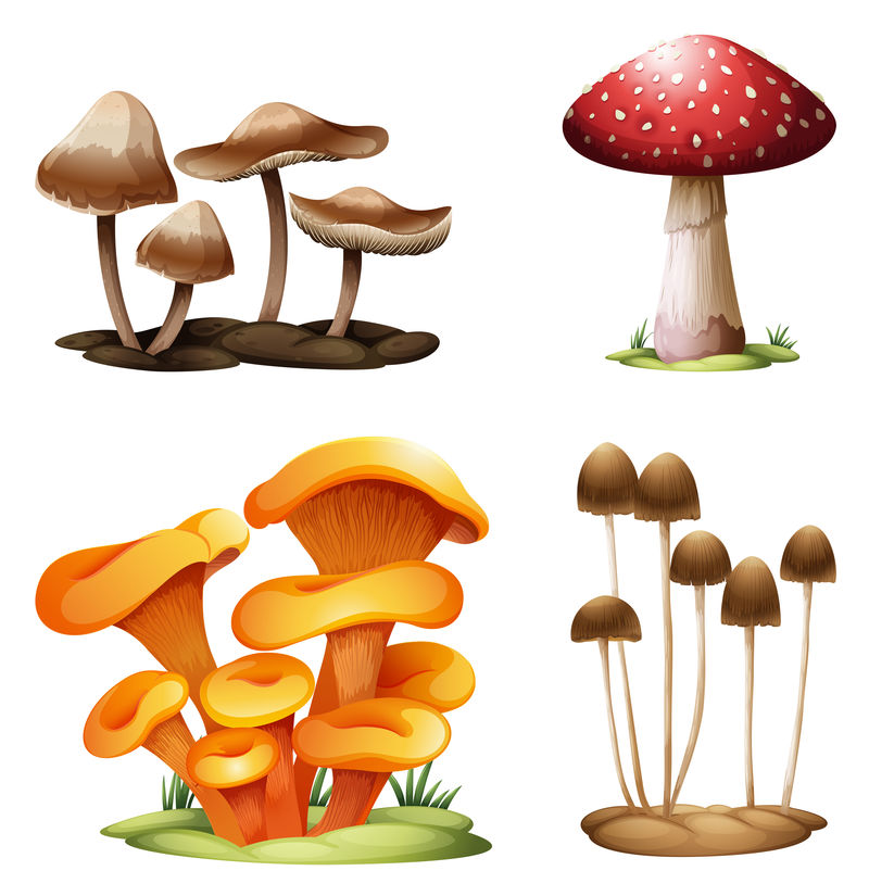 不同种类的蘑菇