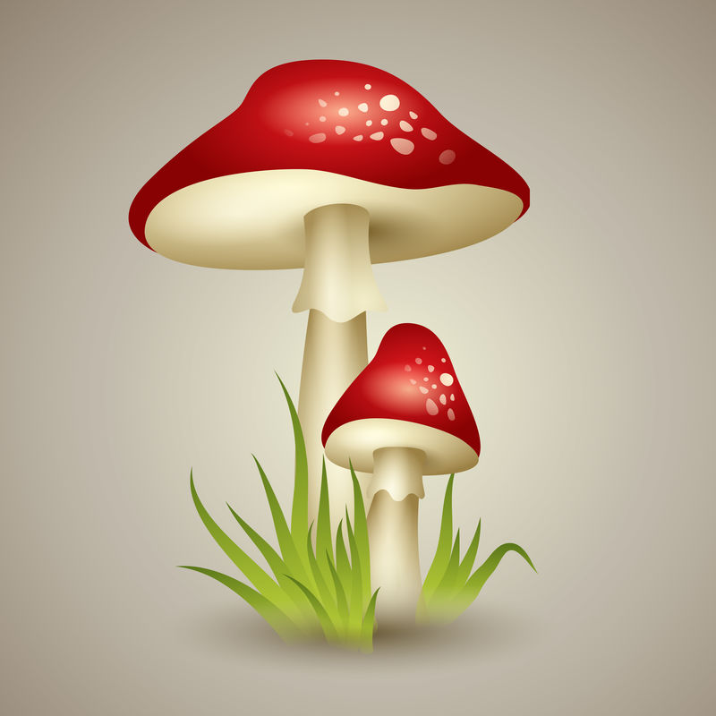 蘑菇图解