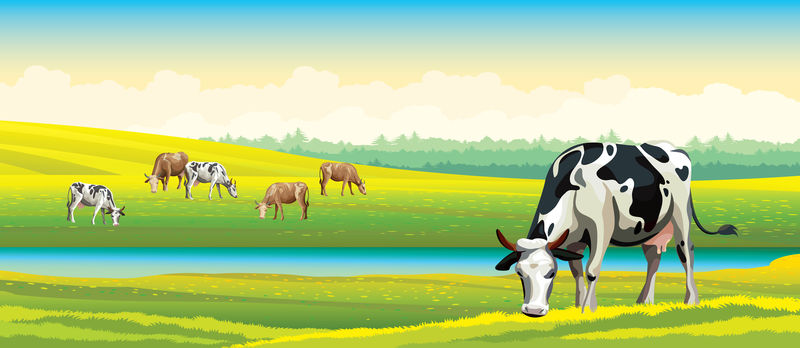 奶牛和青草地。乡村景观。