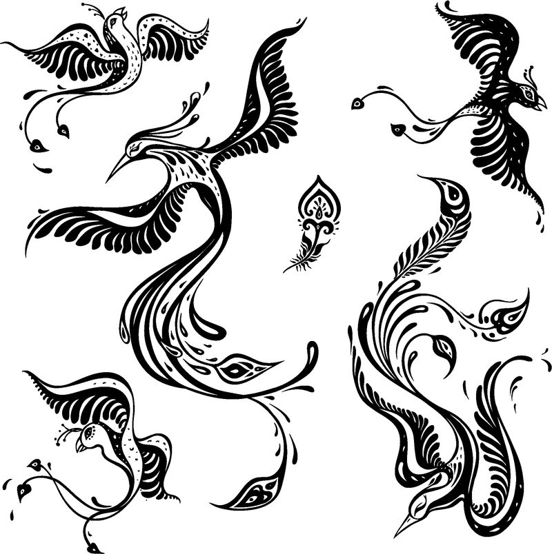 漂亮的孔雀-奇异的鸟-矢量手绘详图