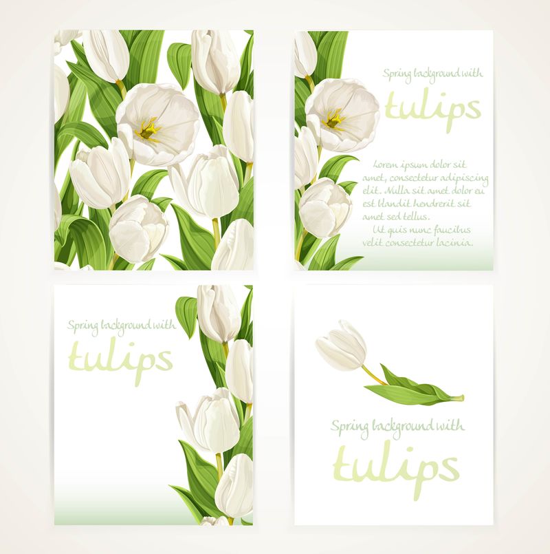 白色郁金香在四个垂直的空白横幅上设置在白色背景上