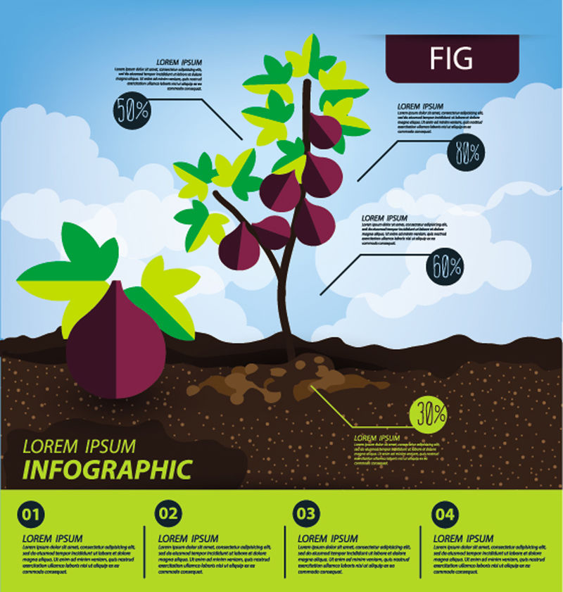 图-信息图-水果矢量图