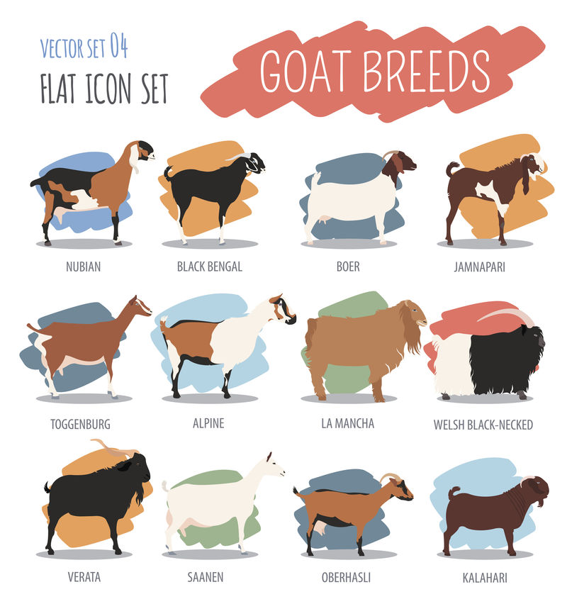 山羊品种图标集。畜牧业。平面设计
