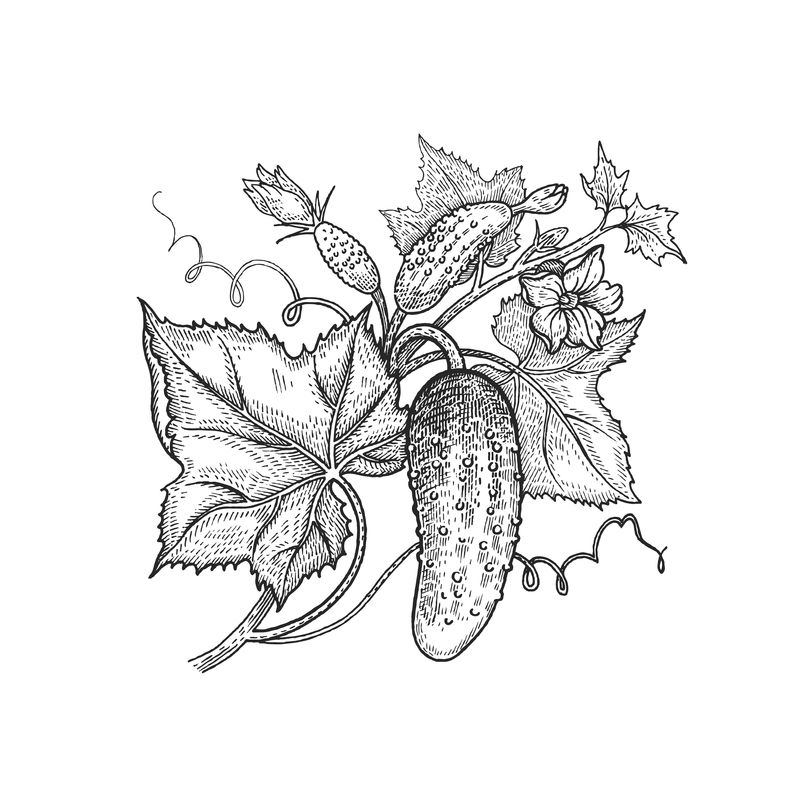 手绘蔬菜黄瓜。