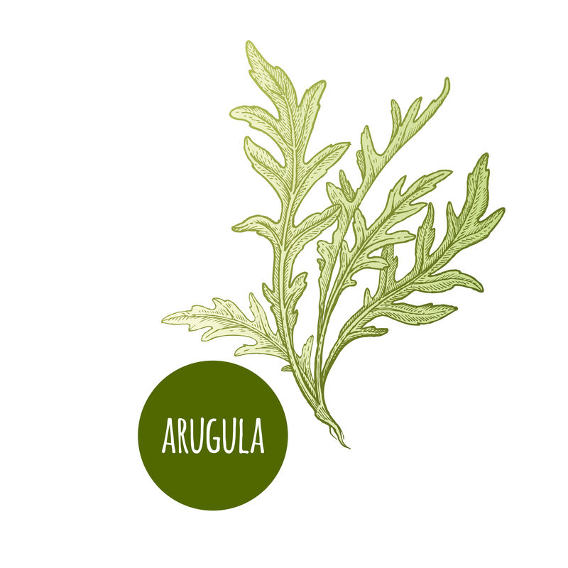 莴苣芝麻菜-白色背景下的植物-矢量图-手绘风格复古雕刻-绿色植物-用于制作菜单、食谱、装饰厨房用品-酿造的