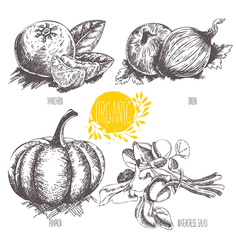 收集手绘有机蔬菜、水果、食物-复古风格的矢量图