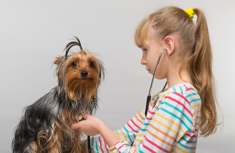 小女孩听听诊器小狗约克郡犬