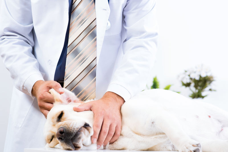 兽医检查桌上的狗的健康