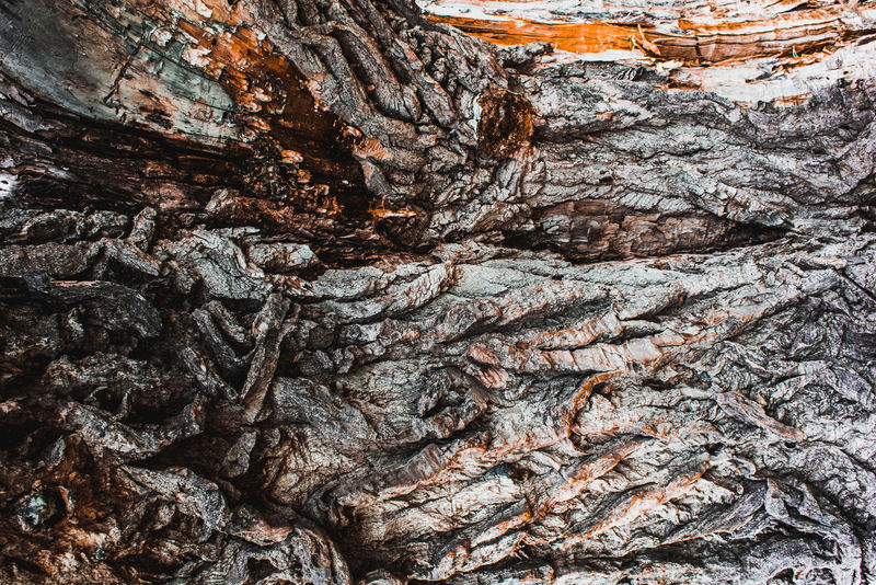 以树龄密集结构的树皮为背景