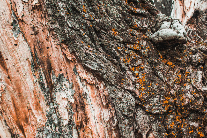 详细背景的背面黄松（黄松）树与严酷的侧光