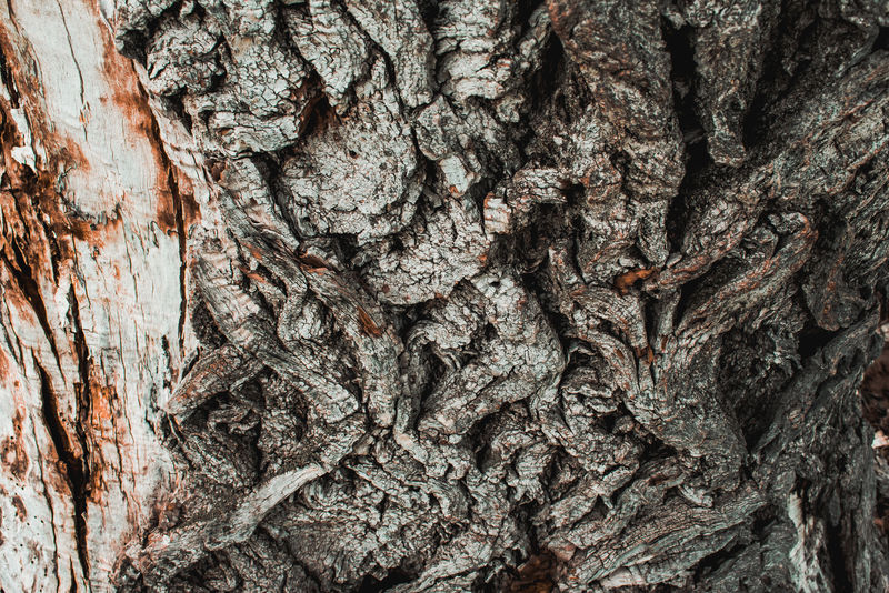 一棵大树上的木头纹理